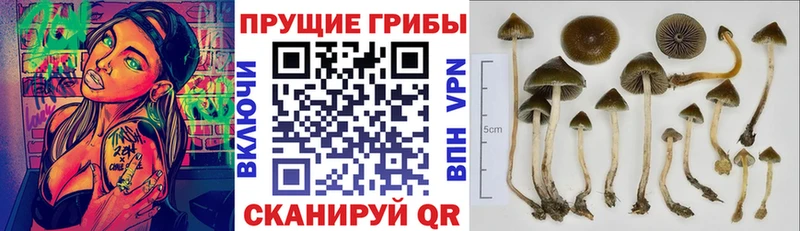 дарк нет какой сайт  Троицк  Галлюциногенные грибы мицелий  где найти  